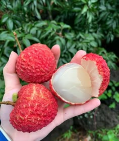 a person holding three pieces of fruit in their hand, with leaves and shrubbery behind them