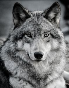 a black and white photo of a wolf with blue eyes