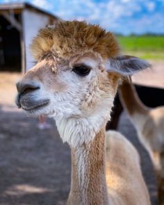 an alpaca looks at the camera while standing in front of another animal