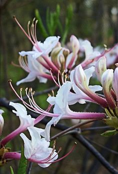 some white and pink flowers on a tree