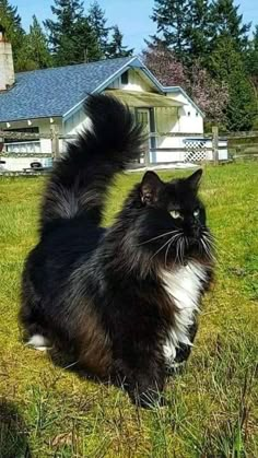 a black and white cat sitting on top of a grass covered field next to a house