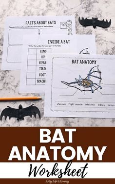 the bat anatomy worksheet is shown with tools to help students learn how to use it