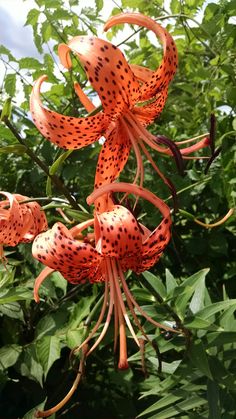 an orange flower with black spots on it