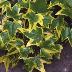 a plant with yellow and green leaves growing on it's side, in the ground