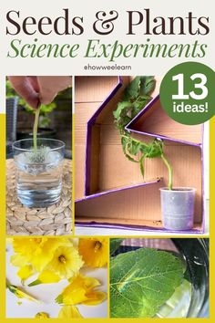 seed and plants science experiments for kids to learn how to use them in the classroom