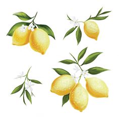 lemons with leaves and flowers on a white background