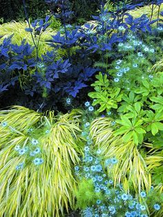 blue and yellow flowers are growing in the garden