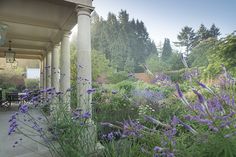 purple flowers are growing on the side of a building in front of an outdoor dining area