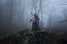 a horned animal standing on top of a moss covered rock in the middle of a forest