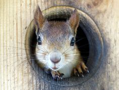 a close up of a small animal in a hole on a wooden surface and looking at the camera