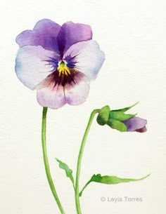 Painting a Pansy in Watercolor post image art, flowers watercolor pansy, watercolor pansies Pansy Watercolor, Watercolor Pansies, Artists Painting, Watercolor Flowers Tutorial, Pansy Flower, Flowers Paintings, Watercolour Flowers, Pansies Flowers