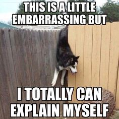 a black and white cat climbing up the side of a wooden fence with caption that reads, this is a little embarrasing but i totally can explain my self