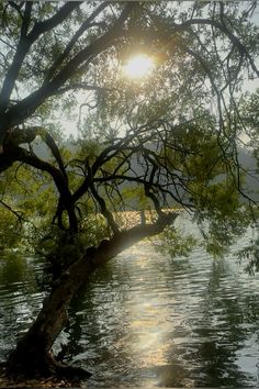 the sun shines through the branches of a tree over water with trees in the foreground