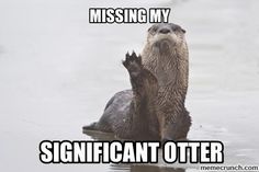 an otter is in the water with its paw up to it's head, saying missing my significant otter