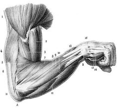 the muscles are shown in this diagram