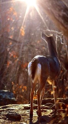 a deer standing on top of a dirt ground next to trees and bushes with the sun shining through