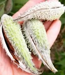 a hand is holding two seed pods in their palm