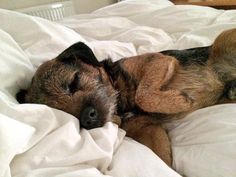 a brown dog sleeping on top of a bed covered in white sheets with his head resting on the pillow