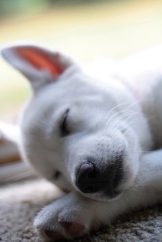 a small white dog laying on top of a carpet next to a window sill