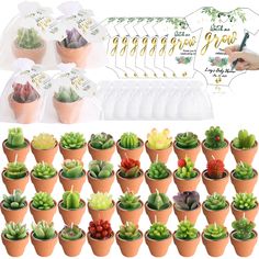 small potted plants are arranged in different sizes and shapes, including succulents