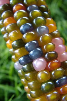 an ear of corn with multicolored glass beads on it's end and green grass in the background