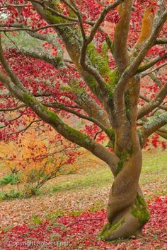 a tree that is in the grass with leaves on it and red trees behind it