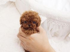 a small brown dog sitting on top of a white bed next to a person's hand