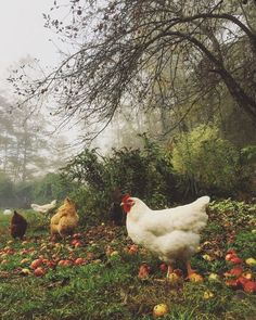 several chickens and roosters in an apple orchard on a foggy, rainy day