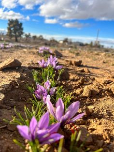 some purple flowers are growing in the dirt