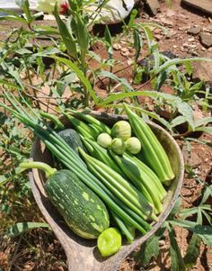 cucumbers and green beans are in a bowl on the ground next to plants