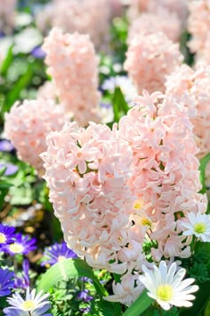 pink and white flowers are in the grass