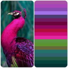 a colorful bird is standing in front of a green background and color swatches for the image