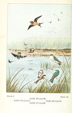 an old book with birds flying over the water and on top of it is a pond