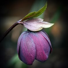 a purple flower with a green leaf on it's end and the petals still attached