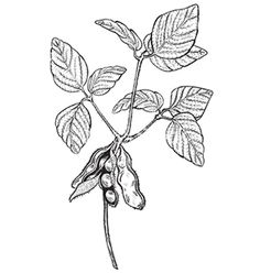 Soy twig engraving style drawing vector Soy Bean, Soy Beans, Farm Logo, B Tattoo, Organic Lines, Engraving Art, Lotus Flower Tattoo, Royalty Free Photos, Free Photos