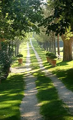 a dirt road lined with trees and potted plants on either side, surrounded by green grass