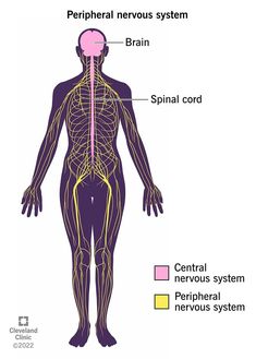 the peripheral nervous system is shown in purple and yellow, as well as an image of the