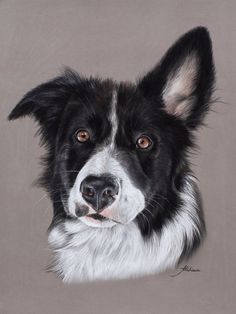 a painting of a black and white dog looking at the camera with an intense look on his face