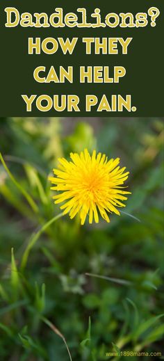 Dandelion oil is made from the flower head. And, it’s so versatile it’s used to soothe dry skin or to reduce joint pain, muscle aches, tension, and stress. Survival Preparedness, Food Health Benefits, Muscle Aches, Dry Skin, Health Food, Health Benefits, Dandelion, Life Hacks