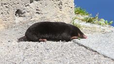 a small black animal sitting on top of a cement wall next to grass and rocks