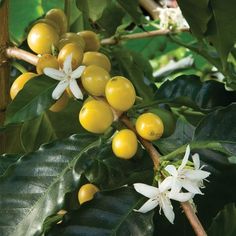 the fruit is growing on the tree and ready to be picked from it's branches