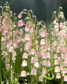 pink and white flowers are blooming in the sunlit grass, with water droplets on them