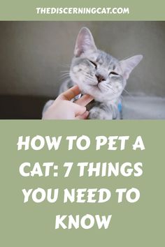 a person petting a cat with the caption how to pet a cat 7 things you need to know