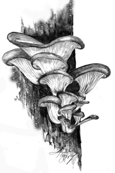 an ink drawing of mushrooms growing out of the ground