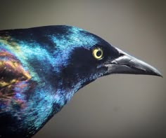 a close up view of a colorful bird's head