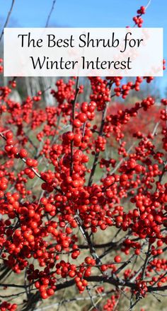 the best shrub for winter interest