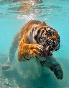 a tiger swimming in the water with its mouth open