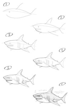 several different types of sharks are shown in this drawing