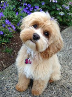 a small brown and white dog sitting on top of a cement floor next to purple flowers