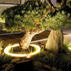 a bonsai tree is lit up at night in front of a house with rocks and grass